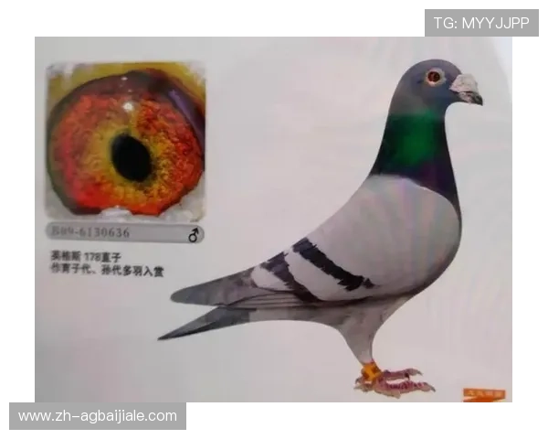 在AG游乐城体验专业化的娱乐服务享受至尊级的休闲娱乐感觉